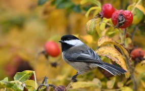 Маленькая синичка сидит на ветке шиповника