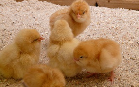 Маленькие желтые цыплята курицы
