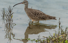 Длинноклювый кроншнеп в воде ловит рыбу