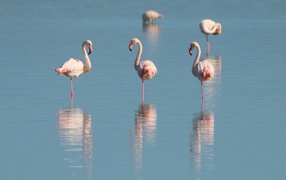 Розовые фламинго стоят в воде на одной ноге