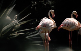 Розовые фламинго стоят в воде спиной 
