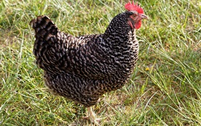 Рябая домашняя курица на зеленой траве