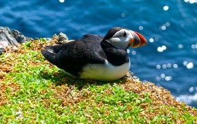 Птица тупик сидит у воды на траве
