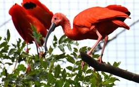 Красная птица ибис  сидит на ветке дерева 