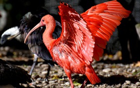 Красный ибис расправил крылья