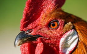 Голова петуха с красным гребнем крупным планом 