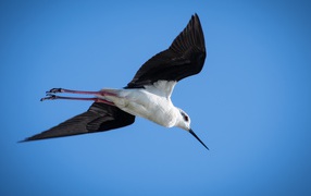 Полет чайки в голубом небе
