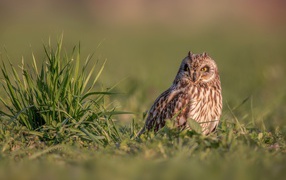 Серьезная сова сидит в зеленой траве