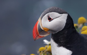 Острый клюв птицы тупик на сером фоне 