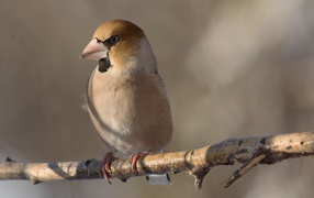 Маленькая птица дубонос сидит на ветке дерева