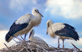 Три красивых аиста в гнезде 