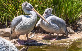Два больших серых пеликана у воды 