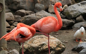 Two pink flamingos in the zoo by the stones