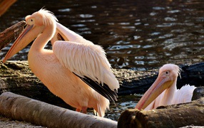 Два розовых пеликана у воды
