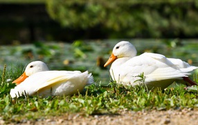 Две белые утки сидят на зеленой траве