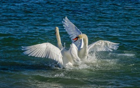 Два белых лебедя в брызгах воды в озере