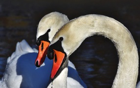 Два белых лебедя искупались в воде