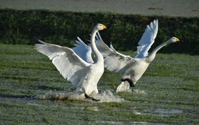 Два белых лебедя взлетают с воды