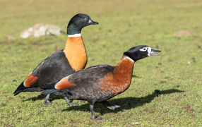 Две дикие утки на зеленой траве