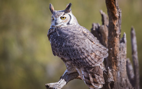 Виргинский филин сидит на ветке 