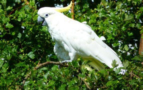 Белый какаду сидит на ветке дерева 