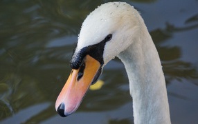 Голова белого лебедя с желтым клювом 