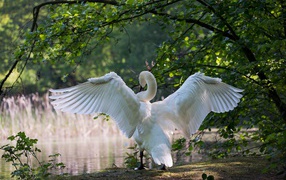 Белый лебедь расправил крылья у пруда