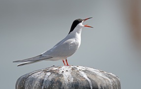 Белая крачка с открытым клювом на камне