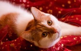 A beautiful white with a ginger cat lies on a red cloth