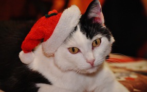 Красивый черно-белый кот в новогодней шапке