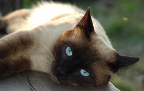 Красивый голубоглазый сиамский кот лежит на лавке 