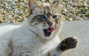 Красивая голубоглазая кошка облизывается 