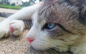 Красивый голубоглазый кот лежит на асфальте