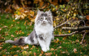 Beautiful fluffy cat sits on the grass with yellow leaves