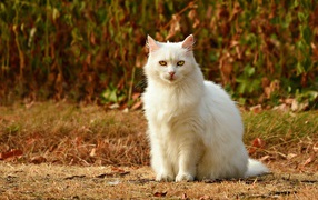 Красивый пушистый белый кот с желтыми глазами
