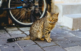 Красивый серый кот сидит у стены велосипедом 