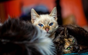 Красивые котята лежат на кровати 