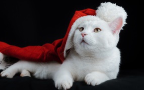 Красивый белый кот в красной новогодней шапке на черном фоне