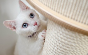 Beautiful white cat with blue eyes