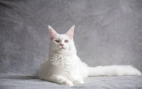 Красивый белый кот с кисточками на ушах на сером фоне
