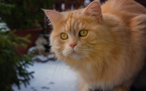 Big ginger cat with beautiful ginger eyes