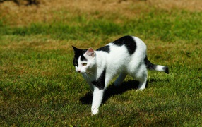 Черно-белая кошка идет по зеленой траве 