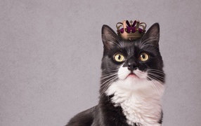 Black and white cat with a crown on his head on a gray background