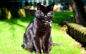 Черный красивый кот сидит на зеленой траве