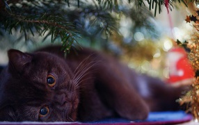 Черный породистый британский кот под елью 