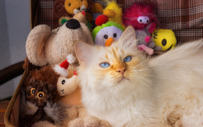 Голубоглазый кот в чемодане с игрушками 