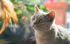 Британский котенок смотрит на игрушку
