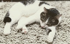 Домашняя кошка лежит на покрывале