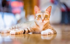 Домашняя кошка с желтыми глазами лежит на полу