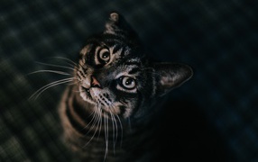Domestic striped gray cat